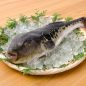 Japanese pufferfish (tora fugu)
