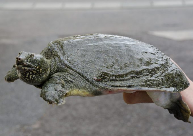 Soft-shelled turtle (suppon)