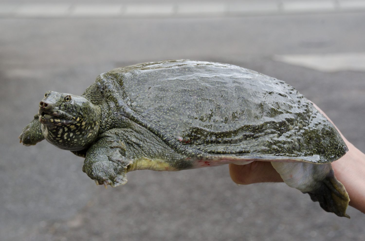 Soft-shelled turtle (suppon)