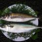 Seki mackerel (sekiaji, sekisaba)