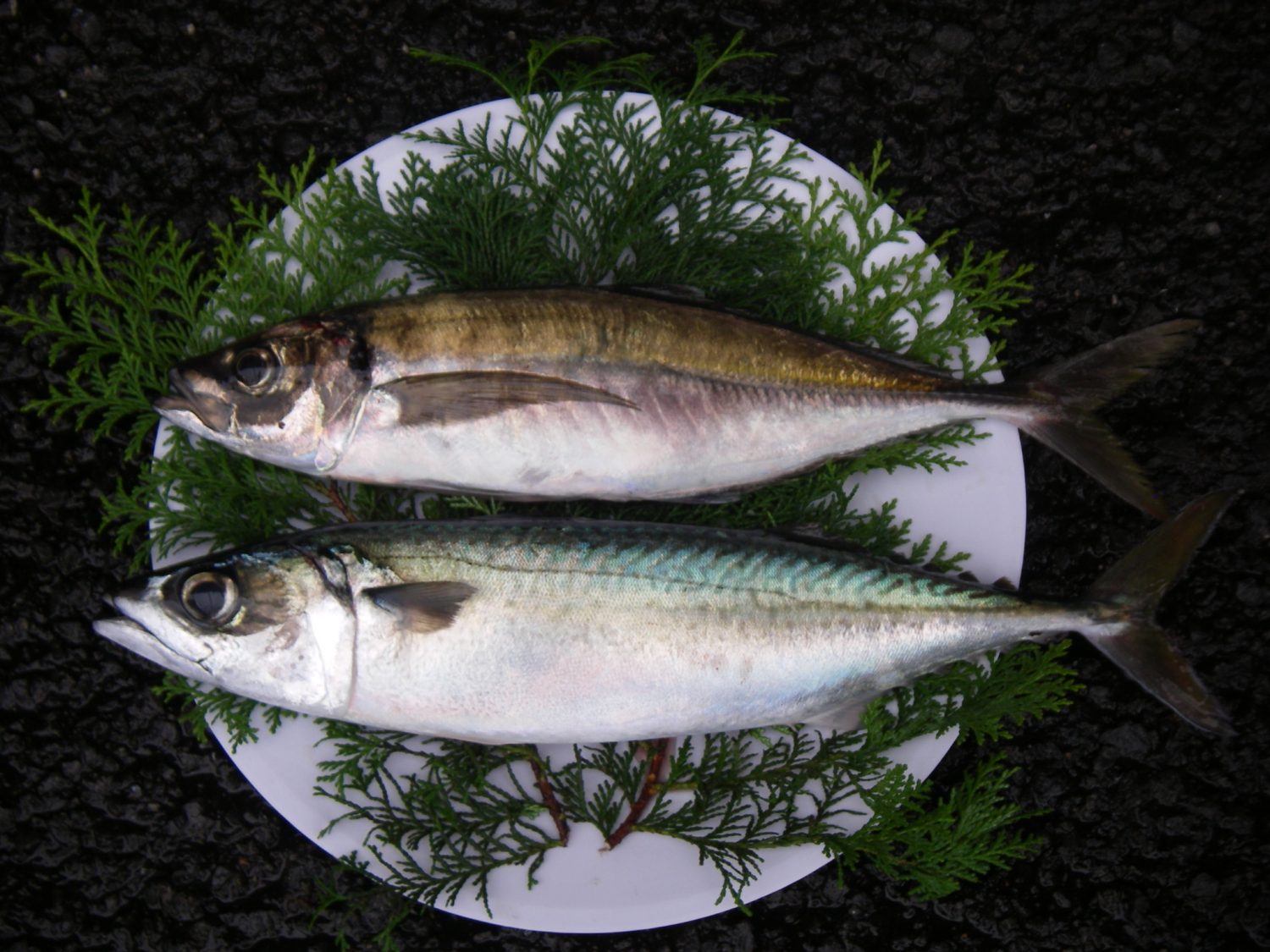 Seki mackerel (sekiaji, sekisaba)