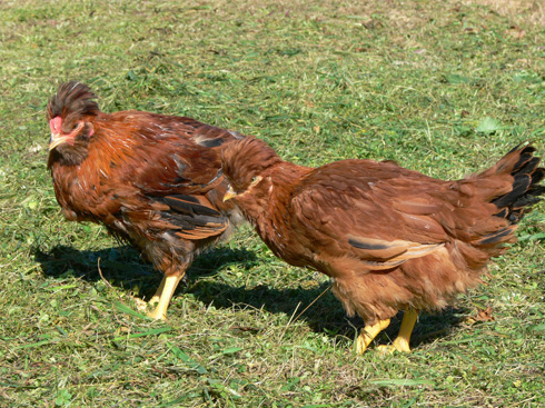 大分県のブランド地鶏の「おおいた冠地どり」を使用したレシピが動画で公開中です！