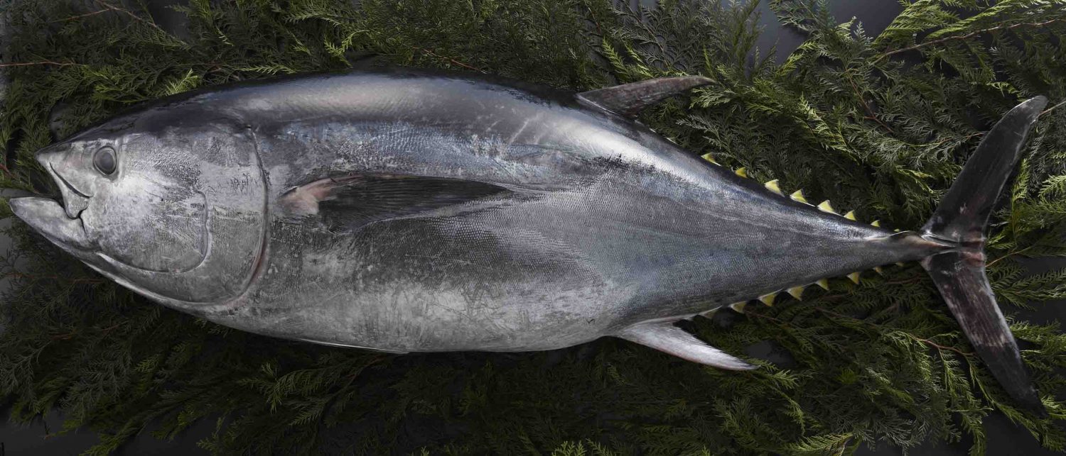 Pacific mackerel, Oita's agricultural, forestry and fishery products