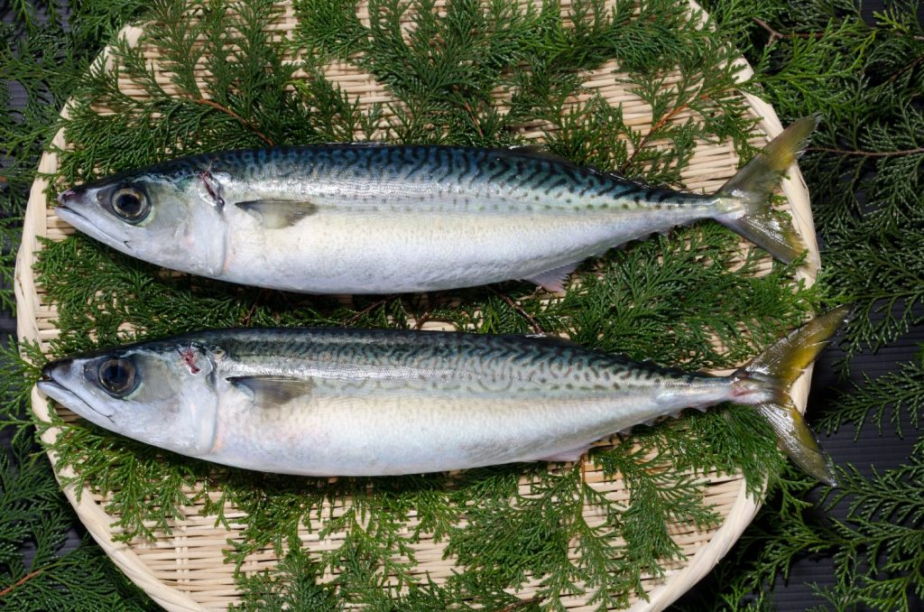 Pacific mackerel Oita’s agricultural, forestry and fishery products