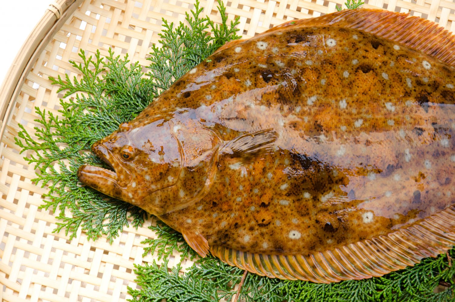 Japanese flounder