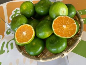 極早生みかん「おおいた早生」の初競りが行われました🍊