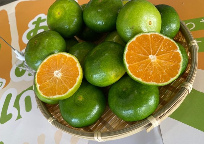 極早生みかん「おおいた早生」の初競りが行われました🍊